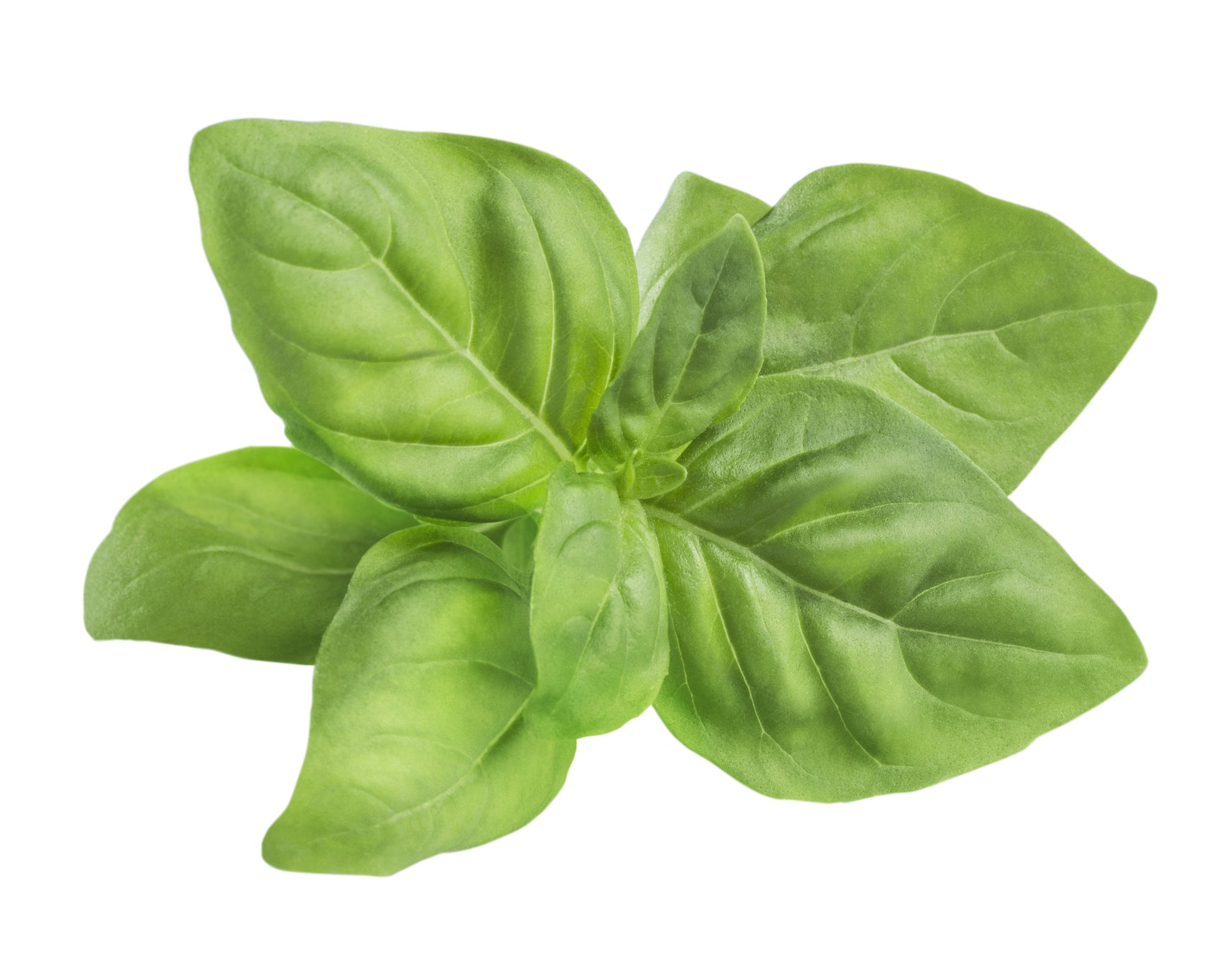 Basil