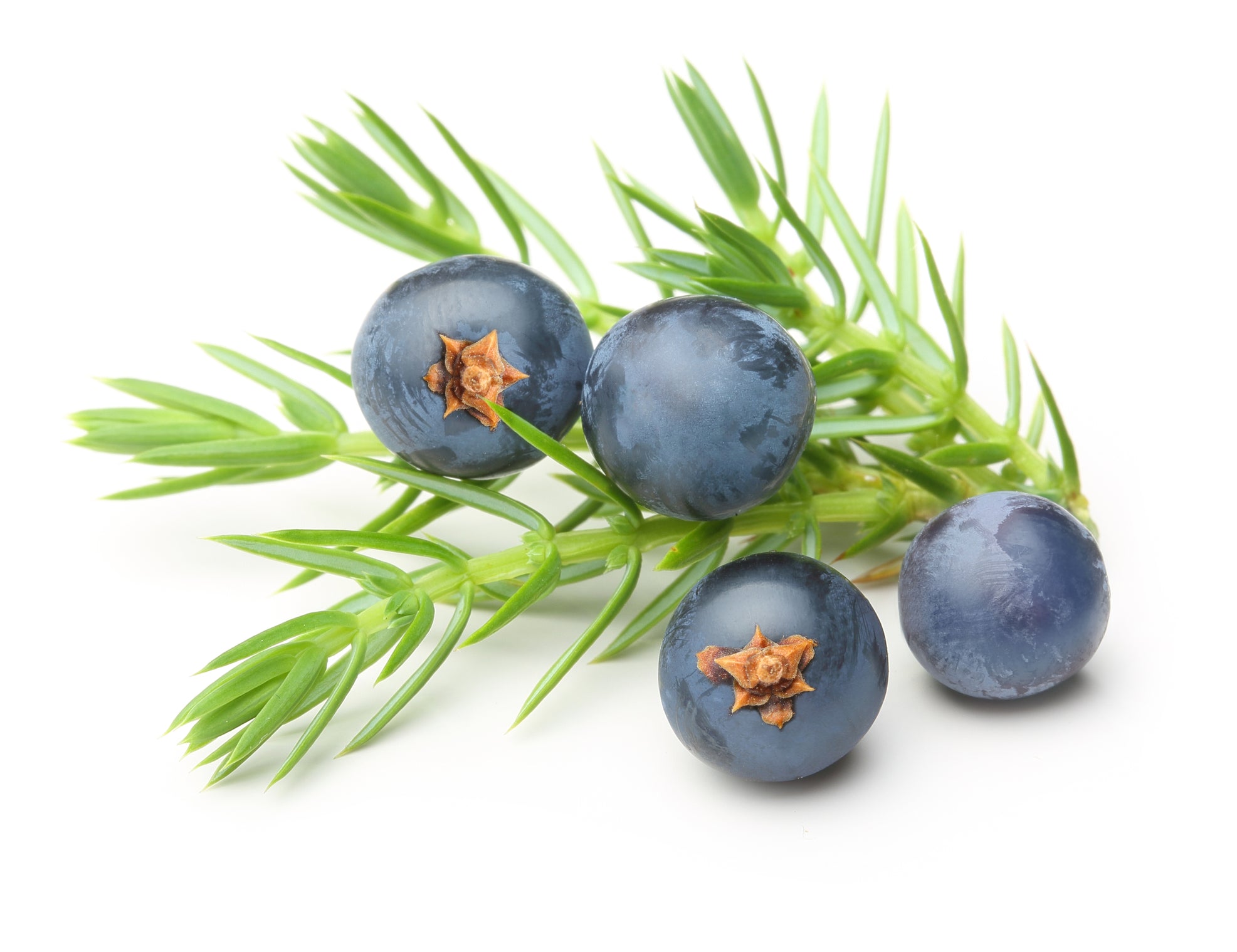 Juniper Berries