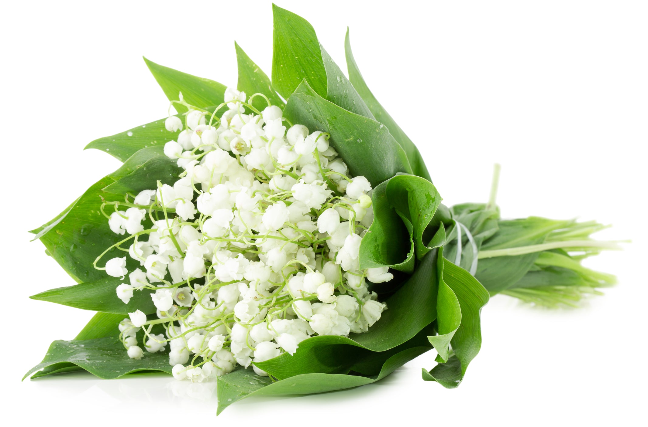 Lily of the Valley