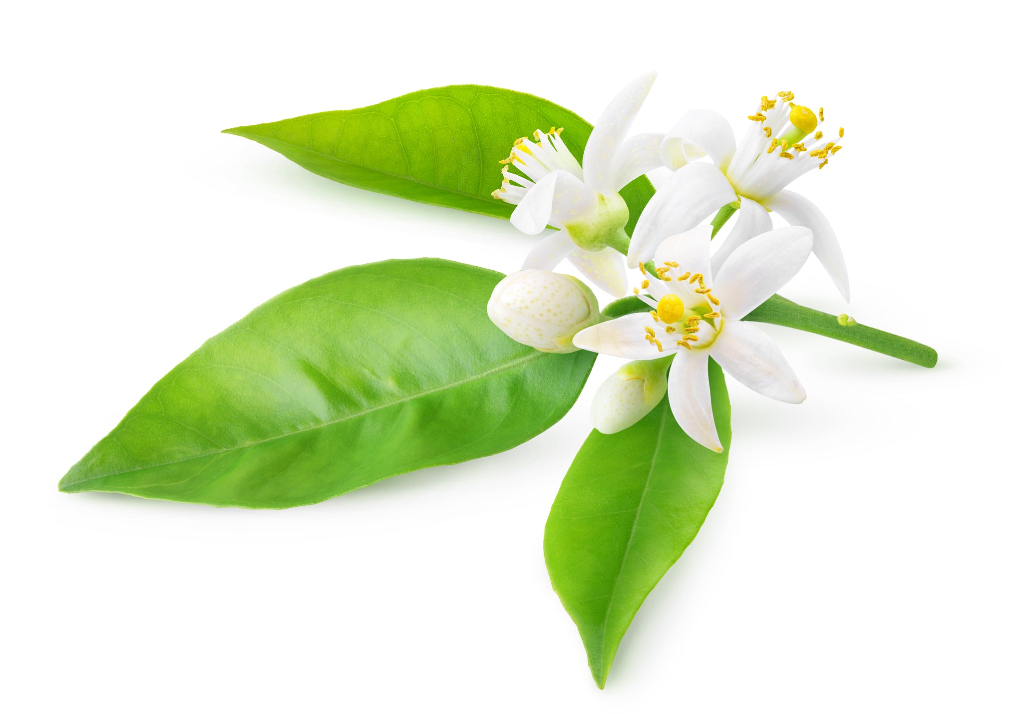 Neroli oil