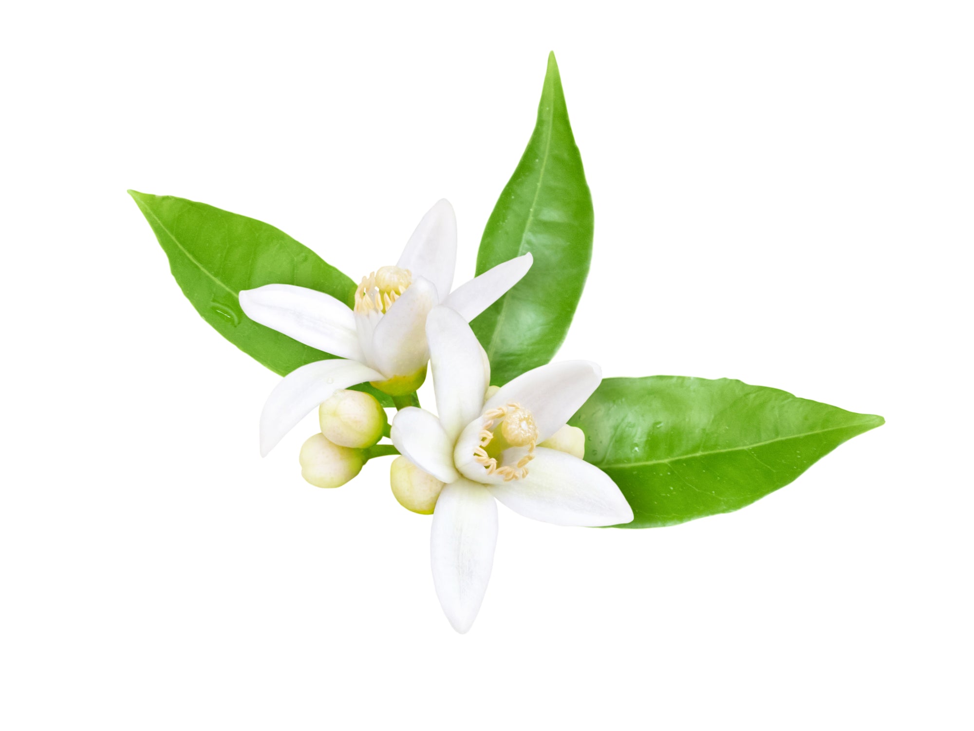 Neroli