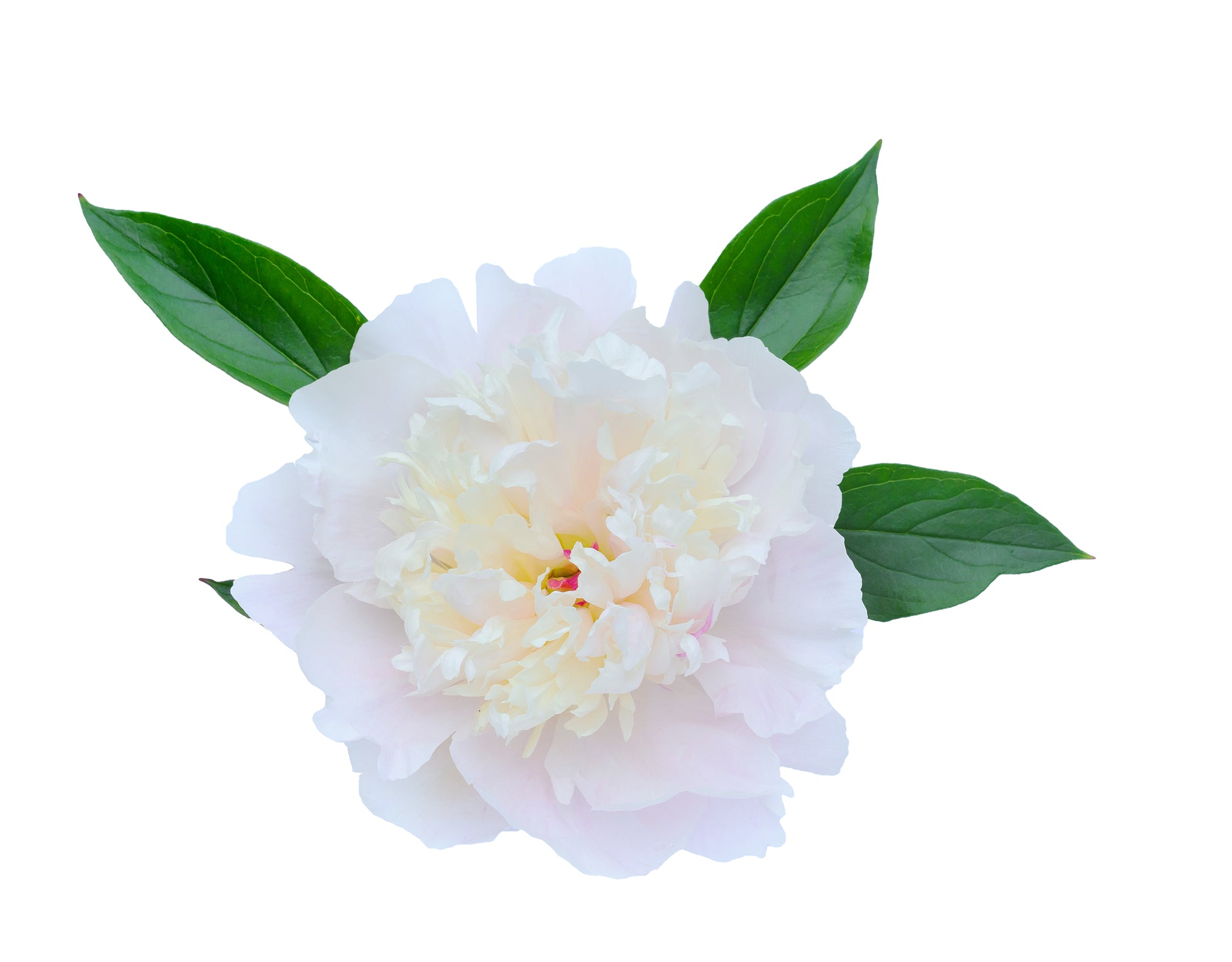 Peony