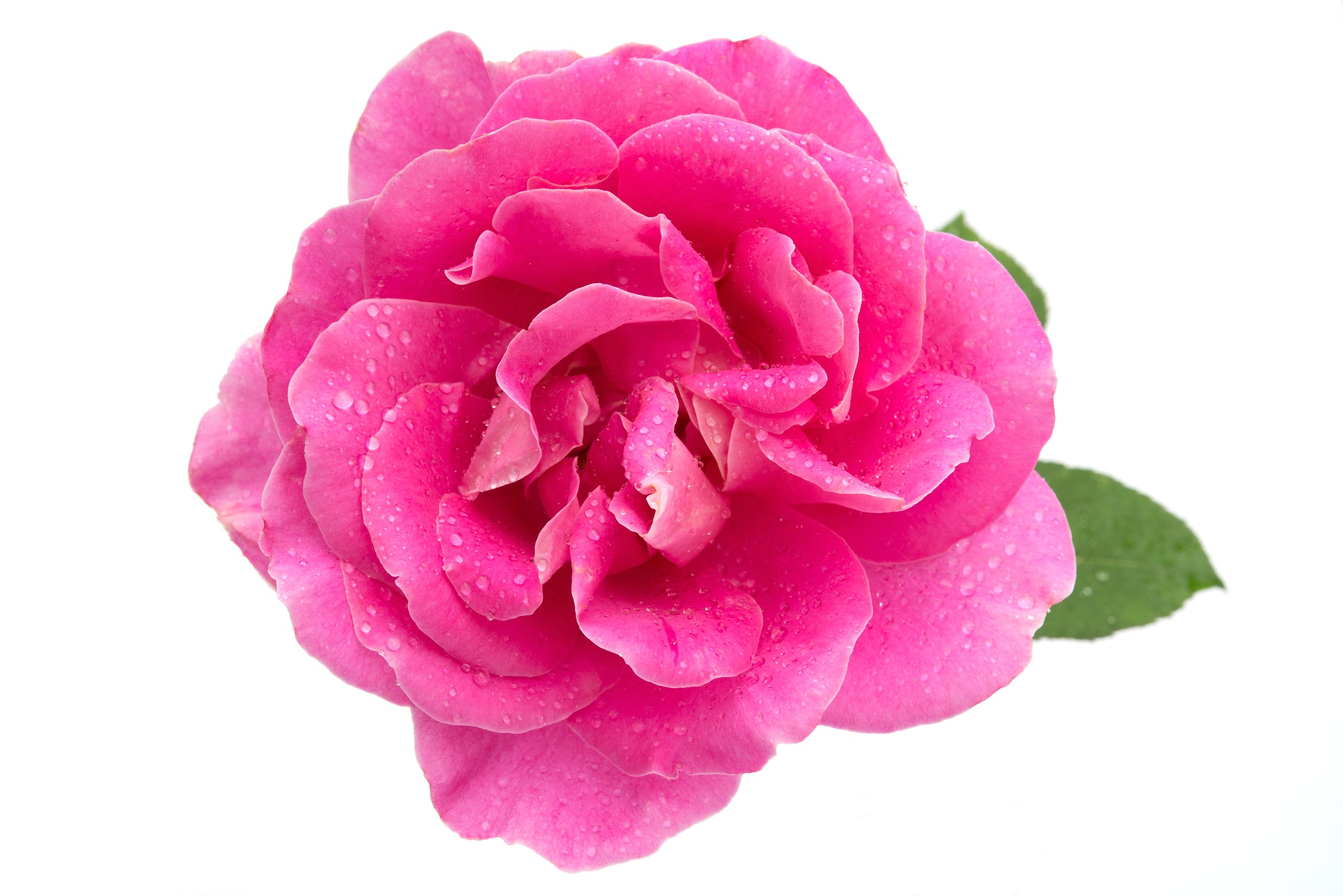 Turkish Rose